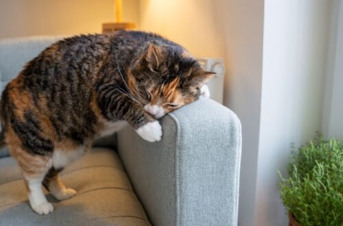 Egy macska pihen a kanapé szélén, láthatóan kényelmesen érzi magát.