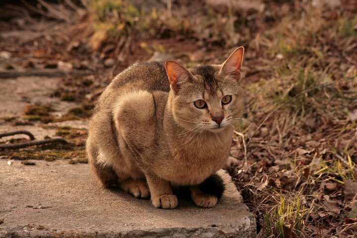 Chausie – fajtagaléria