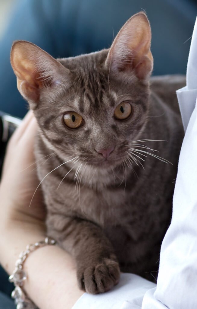 Ocicat – fajtagaléria