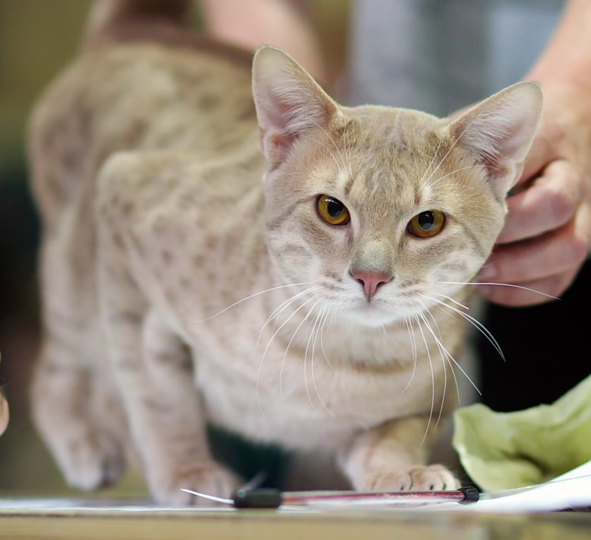 Ocicat – fajtagaléria