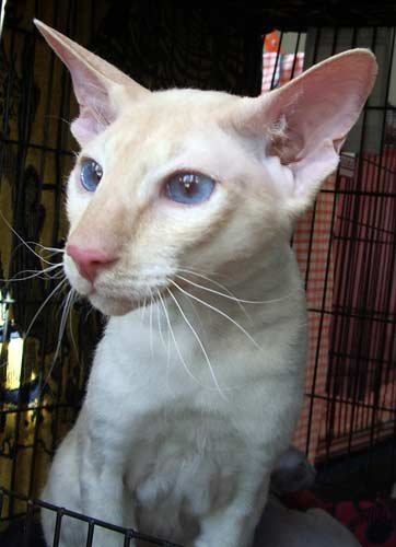 Peterbald – fajtagaléria