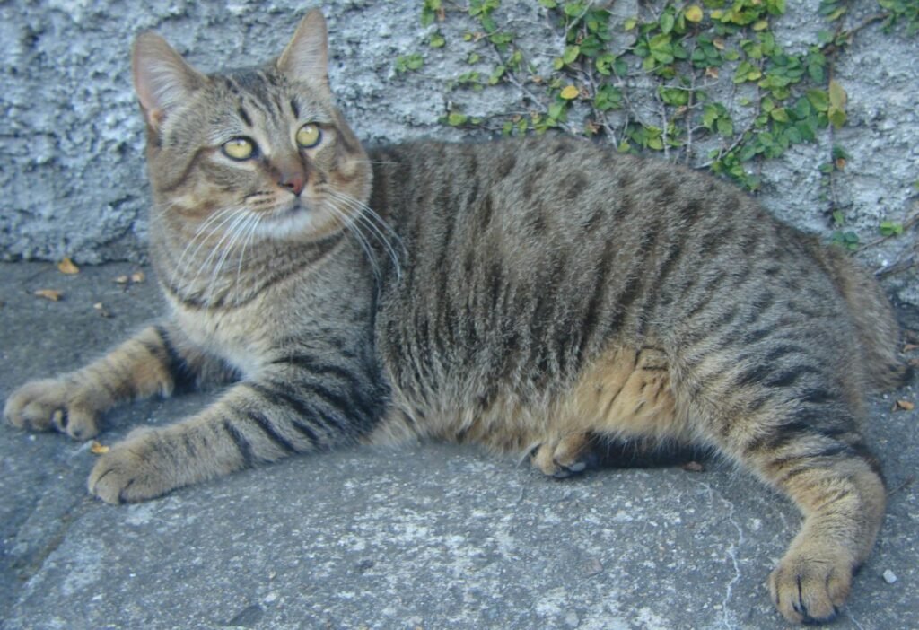 Pixiebob Longhair – fajtagaléria