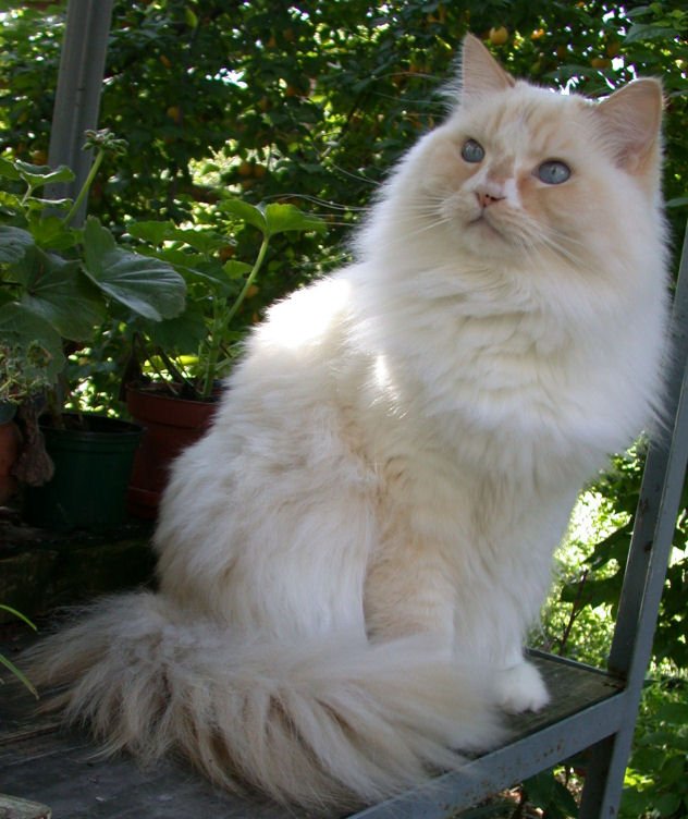 Ragamuffin – fajtagaléria